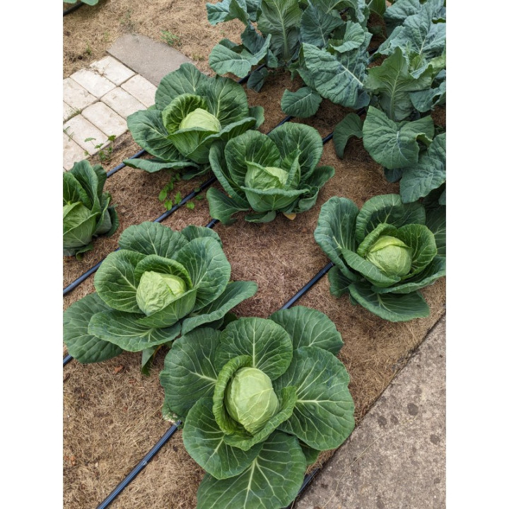 Juosta lašeliniam laistymui Aqua-Traxx 8mil x 30cm (250m)